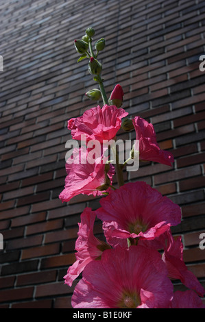 Hollyhocks ( Althea Rosea ) grow on a sidewalk in Amsterdam. Stock Photo