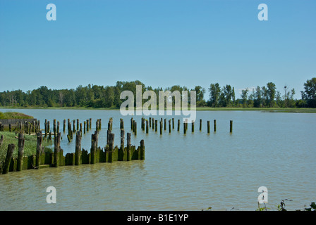 A view of the mighty Fraser River and the pilings of a former fish cannery in Steveston. Stock Photo