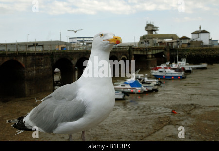 A Herring Gull on the seafront at Folkestone in Kent Stock Photo