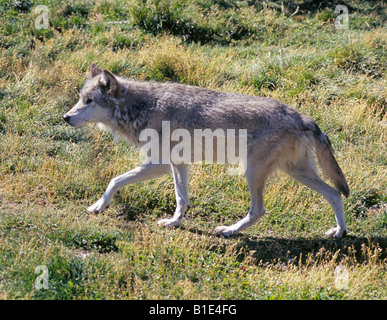 Portrait of a North American grey wolf Canis lupus also known as a timber Wolf or lobo male Stock Photo