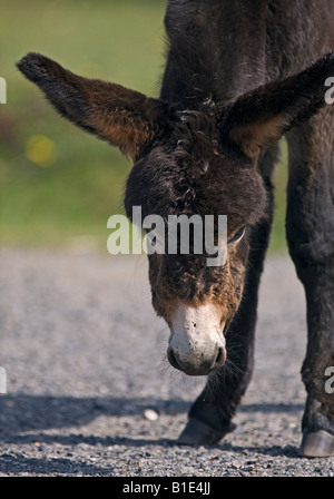 Dark Brown Donkey Foal, New Forest, Hampshire, England Stock Photo