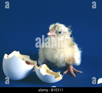 NEWLY HATCHED HY LINE WHITE LEGHORN LAYER CHICK 1 HOUR OUT OF SHELL STUDIO Stock Photo