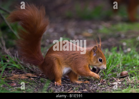 Red Squirrel gathering nuts Stock Photo