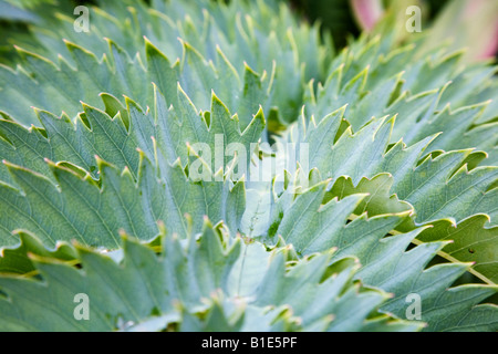 Close up of foliage of Melianthus major Stock Photo