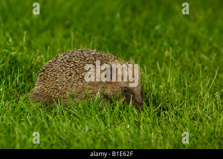 Hedgehog (Erinaceus europaeus) foraging on lawn Stock Photo