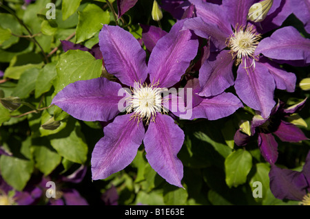 CLEMATIS ATRAGENE THE VAGABOND VIOLET CLIMBER IN FLOWER IN JUNE Stock ...