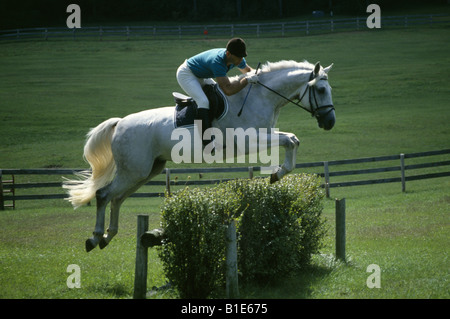 TRAKEHNER HORSE WITH RIDER AT JUMPING EVENT WOODSTOCK ILLINOIS Stock Photo