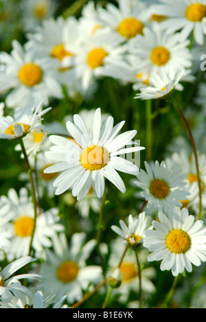 Ox-eye Daisies/Leucanthemum vulgare. Stock Photo