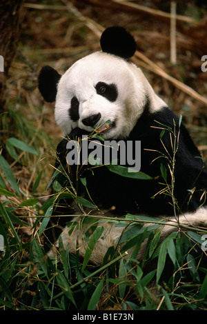 Giant Panda Wolong Panda Preserve Sichuan Province China Stock Photo