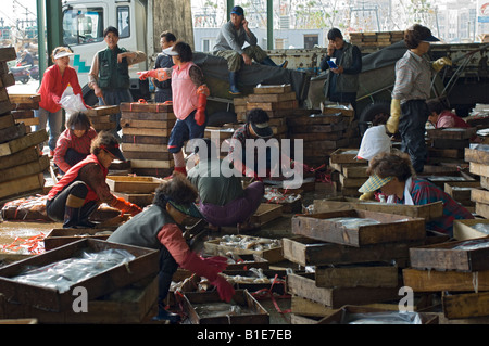Boxes of fresh squid being packed in Jagalchi Fish Market, Busan, South Korea Stock Photo