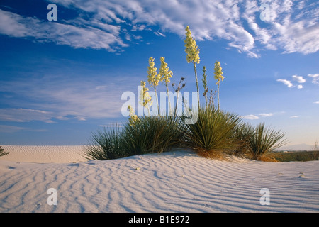 Blooming Yucca Plant in middle of windblown sand dunes White Sand Dunes Nat Monument New Mexico USA Stock Photo