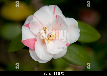 Kyoto, Japan. A single camellia flower in early spring (camellia japonica) Stock Photo