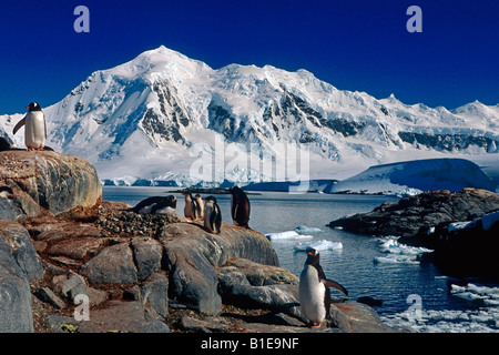 Group of Gentoo Penguins on rocks along shoreline Antarctica Summer Stock Photo