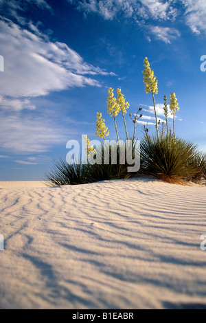 Blooming Yucca Plant in middle of windblown sand dunes White Sand Dunes Nat Monument New Mexico USA Stock Photo