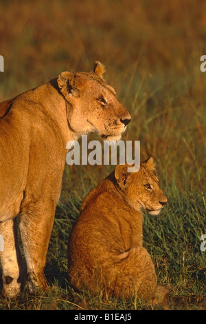 Profile portrait of Lioness & young cub in evening light Masai Mara Kenya Africa Stock Photo