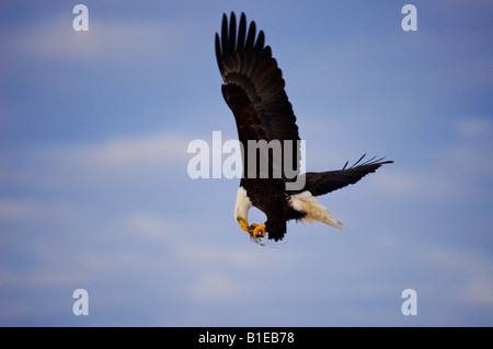 In Flight Meal - a bald eagle takes a nibble from the piece of chicken carcass it has collected from the ground. Stock Photo