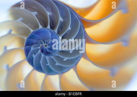Selective focus close up of a backlit nautilus shell that is cut in half. Stock Photo