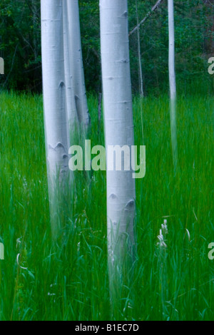 Aspen Tree Trunks In Grassy Meadow At Twilight Spring New Mexico Usa 