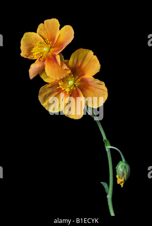 Orange Helianthemum Ben More (Rock Rose) Stock Photo