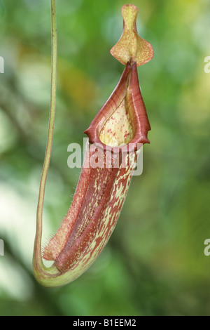 Monkey Cup, Tropical Pitcher Plant, (Nepenthes alata), pitcher Stock Photo