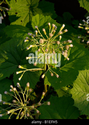 White butterbur (Petasites albus) Stock Photo