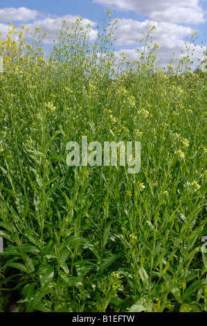 Gold of pleasure, False Flax (Camelina sativa), flowering field Stock Photo