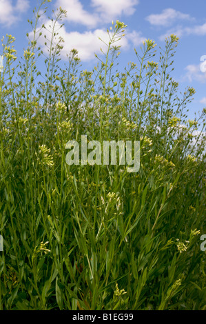 Gold of pleasure, False Flax (Camelina sativa), flowering field Stock Photo