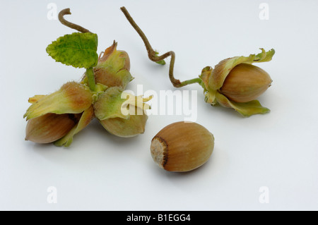 Corkscrew Hazel, Harry Lauders Walking Stick (Corylus avellana Contorta), twigs with leaves and ripe nuts, studio picture Stock Photo
