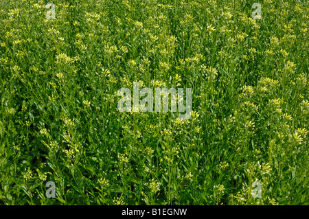 Gold of pleasure, False Flax (Camelina sativa), flowering field Stock Photo