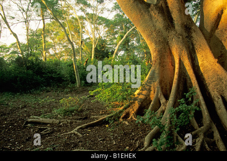 Sycamore Fig Tree, Mulberry Fig, Pharoah Fig (Ficus sycomorus), forest Stock Photo