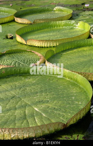 Santa Cruz Water Lily, Victoria cruziana Nymphaeaceae Paraguay South America Stock Photo