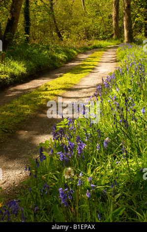 Pathway leading through bluebell woods Cornwall UK Stock Photo