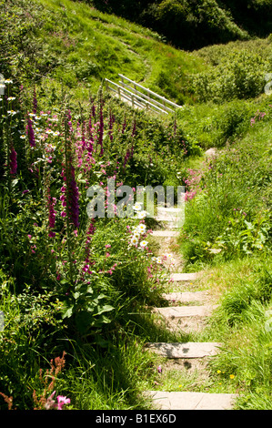 steps and wooden bridge on The Cardigan Bay coastal path between Llangrannog and Penbryn beach on a summer afternoon Wales UK Stock Photo