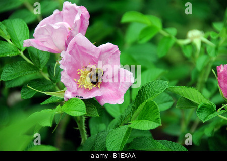 Bumble bee gathering nectar from pink blossom. Stock Photo