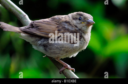 House Sparrow - Passer domesticus Stock Photo