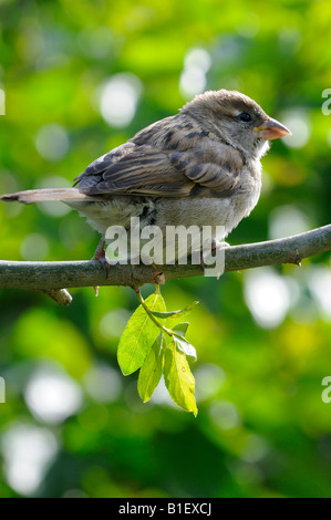 House Sparrow - Passer domesticus/ Juvenile Stock Photo
