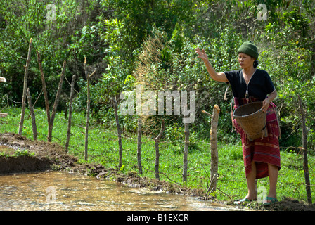 Karen hill tribe woman sowing rice seed in northern Thailand Stock Photo