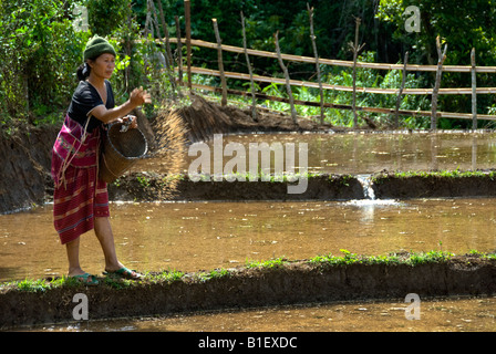 Karen hill tribe woman sowing rice seed in northern Thailand Stock Photo