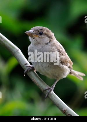 House Sparrow - Passer domesticus/ Juvenile Stock Photo