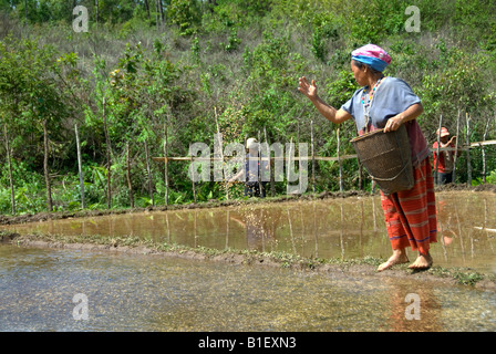 Karen hill tribe woman sowing rice seed in northern Thailand Stock Photo