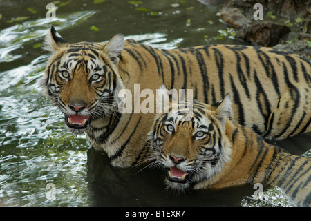 Bengal Tigers close up (Panthera Tigris) Stock Photo