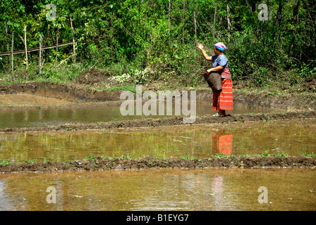 Karen hill tribe woman sowing rice seed in northern Thailand Stock Photo