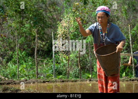 Karen hill tribe woman sowing rice seed in northern Thailand Stock Photo