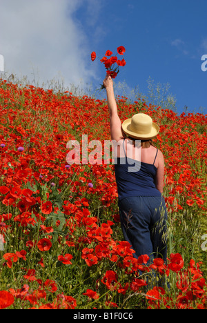 A woman picking wild poppies wearing summer hat Stock Photo