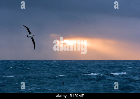Wandering Albatross flying over The Southern Ocean at Sunset Stock Photo