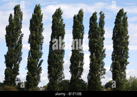 Lombardy Poplar trees, UK Stock Photo