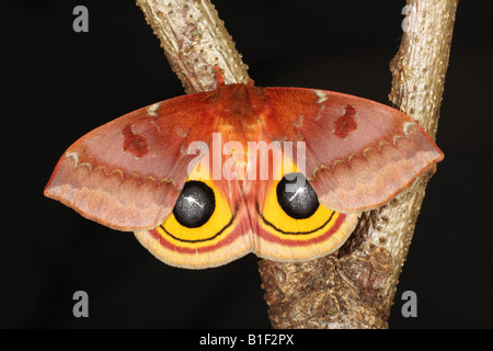 Bullseye Moth - Automeris io Stock Photo