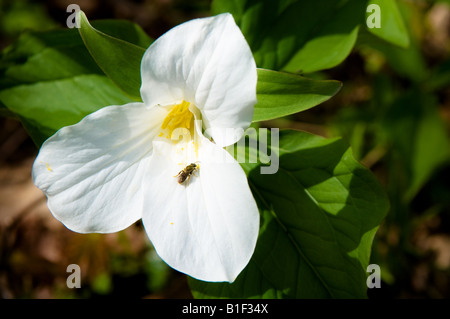 Wild Trillium flower Trillium Ovatum in Ontario Canada Trillium is Ontarios official provincial flower. Stock Photo