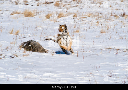 Siberian Tiger running in the snow China Stock Photo