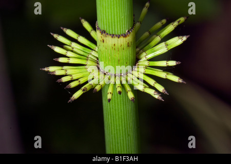 Equisetum giganteum L EQUISETACEAE schachtelhalm Horse tail horsetail Stock Photo